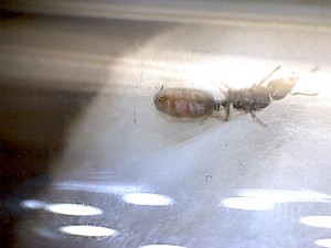 Gyne, [Tetramorium sp.] Toute petite gyne