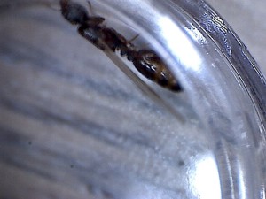 Gyne, [Tetramorium sp.] Toute petite gyne