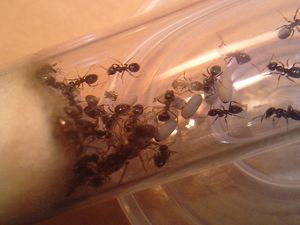 **fin**[Blog] Suivi d'une colonie de Chthonolasius., 1.JPG