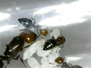 Colorant naturel gastronomique bleu., [Blog] Crematogaster scutellaris Ovny & Ovnie