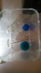Piscine pour ces dames. ^^, [Blog] Crematogaster scutellaris Ovny & Ovnie