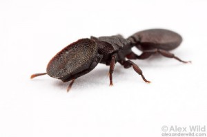 Cephalotes, Solenopsis et Cephalotes