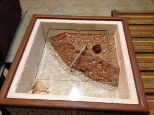 ADF finie 2, Projet ADF en béton cellulaire blindée