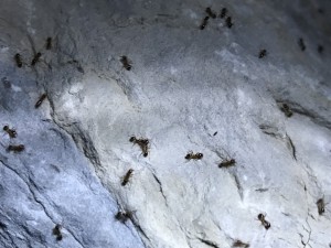 Fourmis, [Pheidole pallidula] Identification fourmi ailée