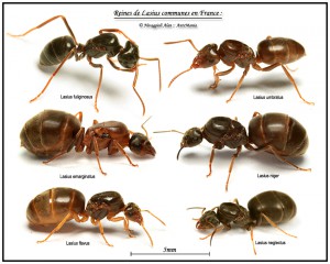 Gynes Lasius, AIDE : Quelle espèce pour débuter ???