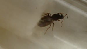 Oeufs2, Trouver des gynes pendant l'essaimage ou après ?