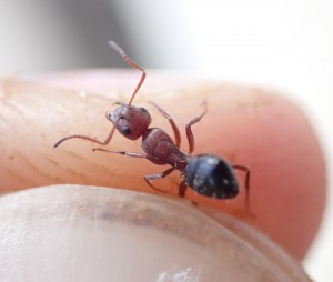 C. robecchii, [Blog] Camponotus (Myrmentoma) robecchii (Emery, 1892)