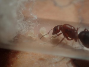 C. robecchii, [Blog] Camponotus (Myrmentoma) robecchii (Emery, 1892)