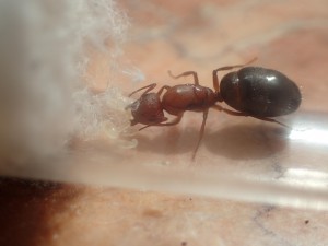 C. robecchii, [Blog] Camponotus (Myrmentoma) robecchii (Emery, 1892)