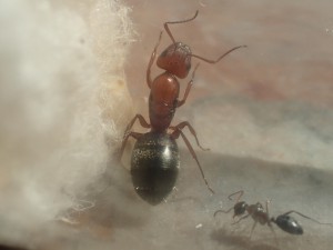 C. robecchii, [Blog] Camponotus (Myrmentoma) robecchii (Emery, 1892)