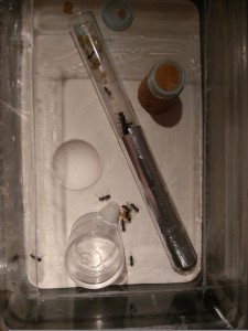 C.vagus, **Fin**[Blog] Les Camponotus vagus de Foxblue