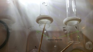 Pourquoi elles le séparent en deux, aucunes idées ! ^^, [Blog] Crematogaster scutellaris Ovny & Ovnie