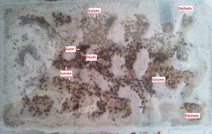 Installation dans la nouvelle fourmilière, [Blog] Lasius niger d'Orphé