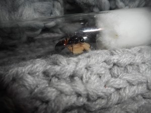 Gyne 2, Les terrariums d'Eloa