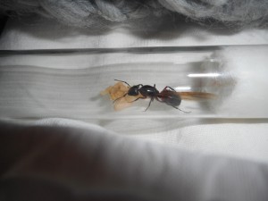 Gyne 3, Les terrariums d'Eloa