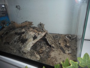 Terrarium, Les terrariums d'Eloa