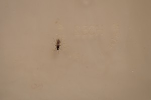 Identification BONUS, [Lasius sp.] Demande d'identification gyne