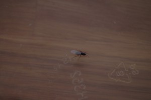 Identification BONUS 2, [Lasius sp.] Demande d'identification gyne