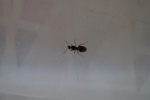 Photo 1, [Lasius sp.] Demande d'identification gyne