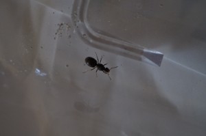 Photo 3, [Lasius sp.] Demande d'identification gyne
