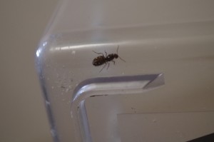 photo 4, [Lasius sp.] Demande d'identification gyne
