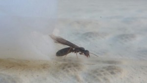 Gyne 3, [Chthonolasius] Identification d'une gyne noire