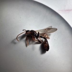 Tetraponera rufonigra : mâle, [Blog] Tetraponera rufonigra