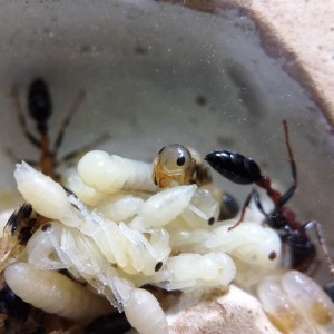 Tetraponera rufonigra : nymphes, [Blog] Tetraponera rufonigra