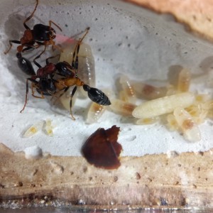 Tetraponera rufonigra : vie dans le nid, [Blog] Tetraponera rufonigra