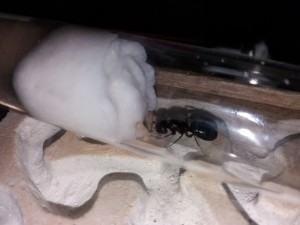 Gyne Camponotus herculeanus (07/07/17), Les colonies d'Harpeg