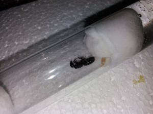 Gyne Camponotus herculeanus (08/07/17), Les colonies d'Harpeg