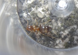 Fourmi 3, [Lasius brunneus] Identification d'ouvrières