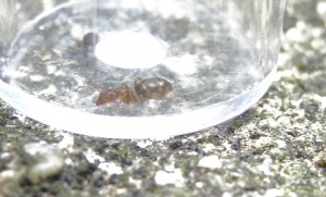 Fourmi 4, [Lasius brunneus] Identification d'ouvrières