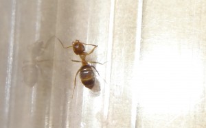Fourmi 5, [Lasius brunneus] Identification d'ouvrières