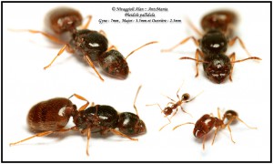 Pour que tu puisses comparer la gyne., [Pheidole pallidula; Tetramorium sp.; Lasius emarginatus]  Gynes du sud de la France