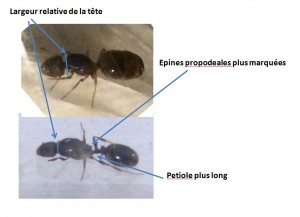 Tetramorium vs Pheidole, [Pheidole pallidula; Tetramorium sp.; Lasius emarginatus]  Gynes du sud de la France