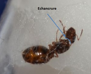 Echancrure Pheidole, [Pheidole pallidula; Tetramorium sp.; Lasius emarginatus]  Gynes du sud de la France
