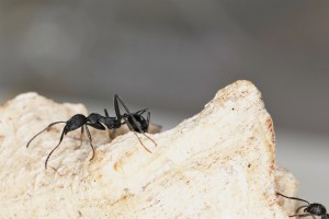 Ouvrière Aphaenogaster senilis (de ma 1ère colonie), [Blog] Les Aphaenogaster iberica eaubonnaises