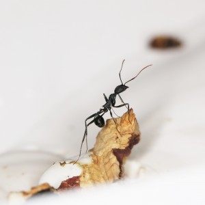 Ouvrière Aphaenogaster quoi ? (de ma 2nde colonie), [Blog] Les Aphaenogaster iberica eaubonnaises