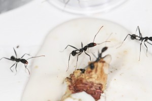 Ouvrières Aphaenogaster iberica, [Blog] Les Aphaenogaster iberica eaubonnaises
