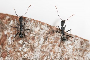 Ouvrières Aphaenogaster iberica, [Blog] Les Aphaenogaster iberica eaubonnaises