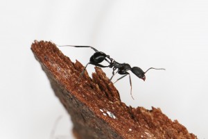 Elle descend de la montagne à che... euh non, [Blog] Les Aphaenogaster iberica eaubonnaises