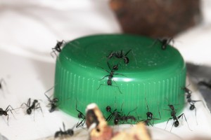 La présence soudaine d'un bouchon affole la colonie d'Aphaenogaster iberica..., [Blog] Les Aphaenogaster iberica eaubonnaises