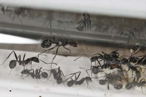 Ce que je pense être la gyne Aphaenogaster iberica et à qui il manque l'antenne droite (grrr), [Blog] Les Aphaenogaster iberica eaubonnaises