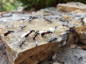 Papouillage 2, Essaimage de Camponotus cruentatus
