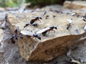 Tour de contrôle, me recevez-vous ?, Essaimage de Camponotus cruentatus