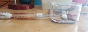 Ma reines et ses ouvrières dans le tube, relié à l'ADC, Nid BC pour Messor barbarus