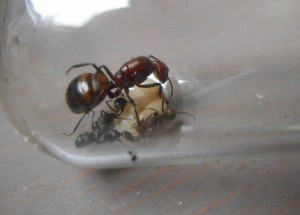 Gyne C.nicobarensis 1, Les terrariums d'Eloa