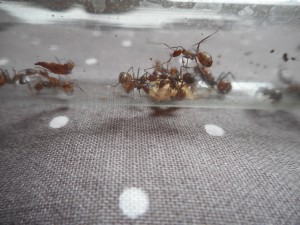 Trophallaxie C.nicobarensis 2, Les terrariums d'Eloa