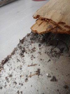 Entrée du nid C.nicobarensis 2, Les terrariums d'Eloa